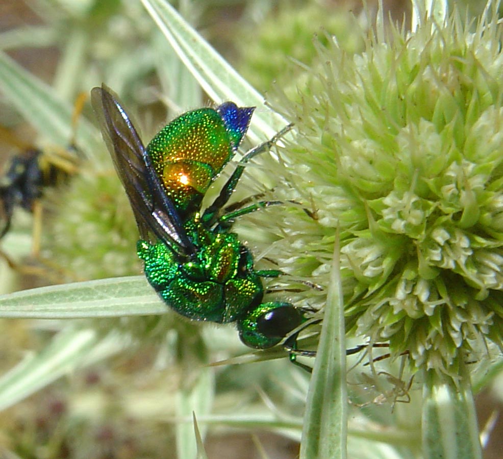 Siete d''accordo nel definirlo un gioiello? Stilbum calens... anzi no, Stilbum cyanurum